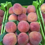 فروش عمده وجزئی انواع میوه