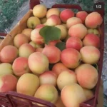 میوه فروشی و تره بار آنلاین
